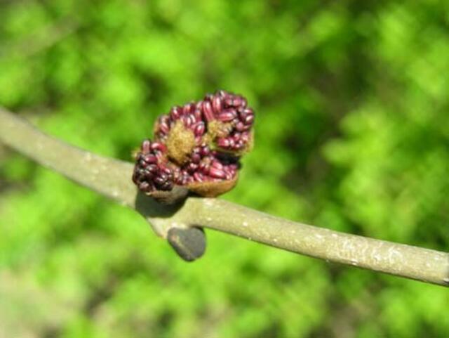 pralle Knospe