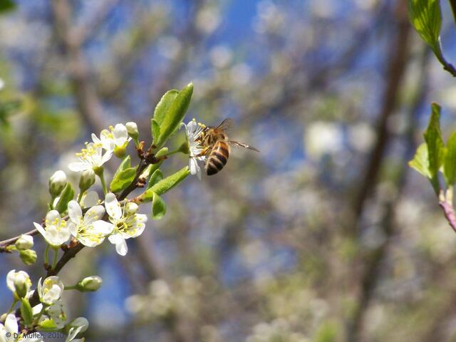 Die Bienen sind schon fleißig, es war ein ordentliches Gebrumm in den Büschen.