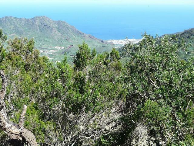 Ausblick durch den Loorbeerwald