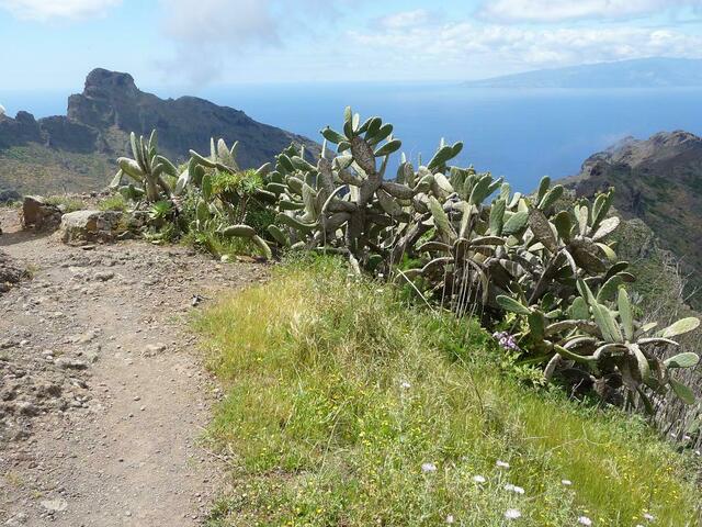 Opuntien vor la Gomera