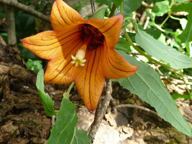 Seltene endemische Blume. Name?