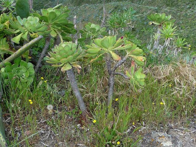 Sempervivum