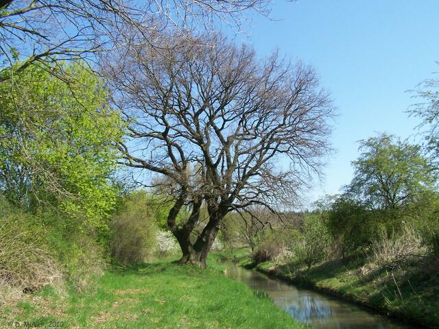 Alte Eiche an der Alten Aue.
