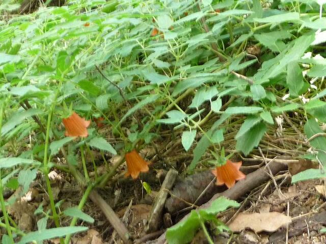 Kletterranke mir orangefarbenen Glöckchen