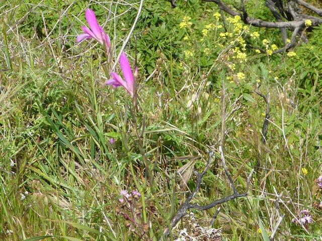 Wilde Orchidee