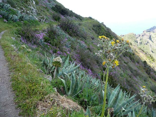 Kanarische Almwiese im Frühling