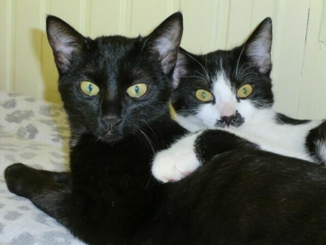 Violetta und Valerie