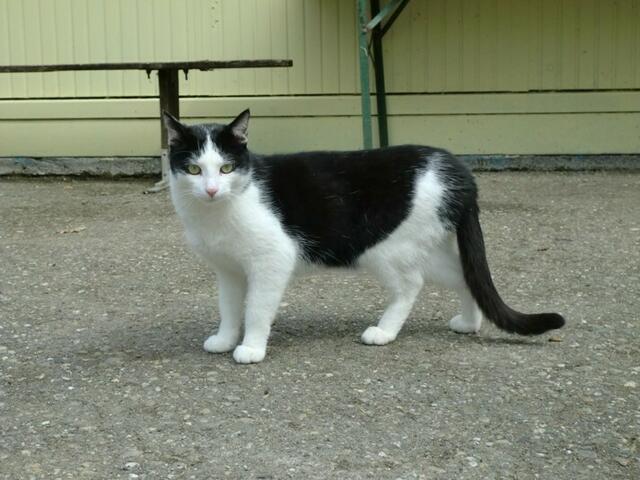 Peterle