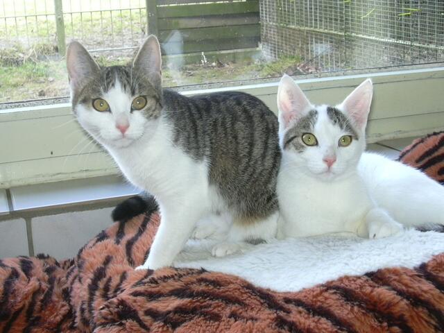 Stella und Kasimir
