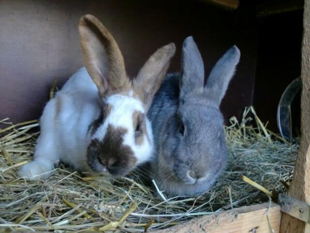 Nicky und Jenny