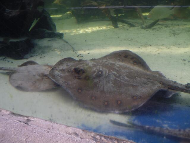 ein Rochen