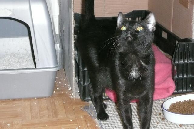 Katja Katzenmama: was machst Du da mit meinem Kind?