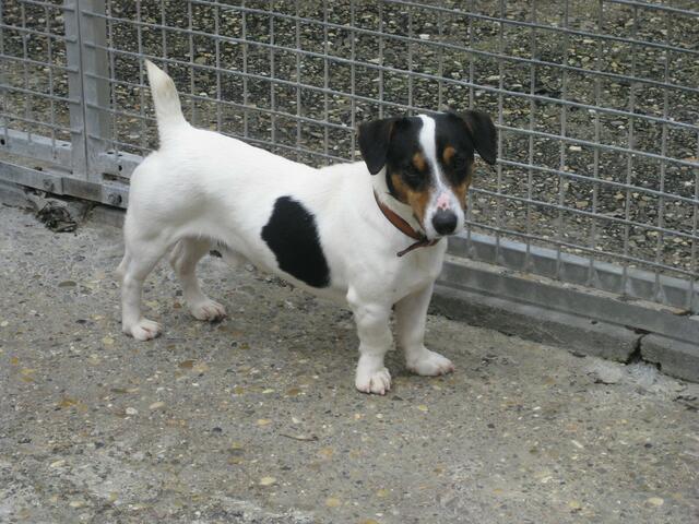 Pedro