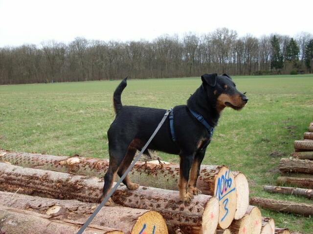 Fredie