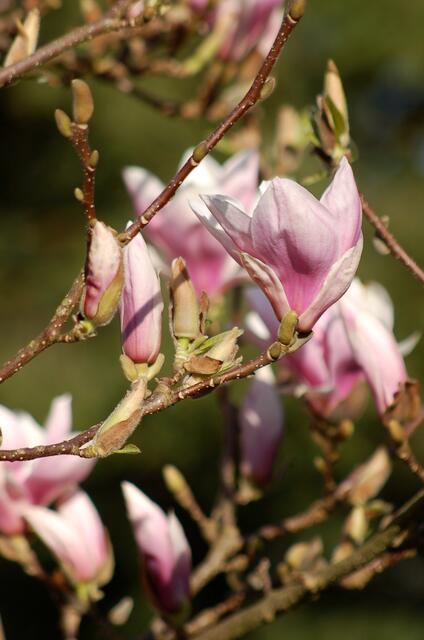 Magnolien im Park