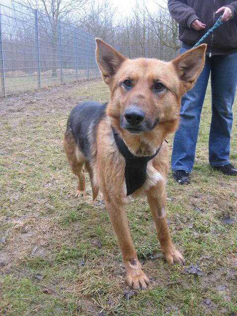 Ringo