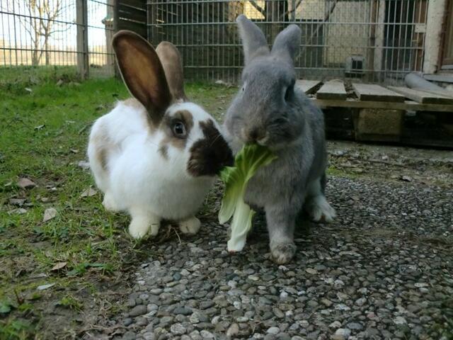 Nicky und Jenny