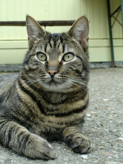 Jonas