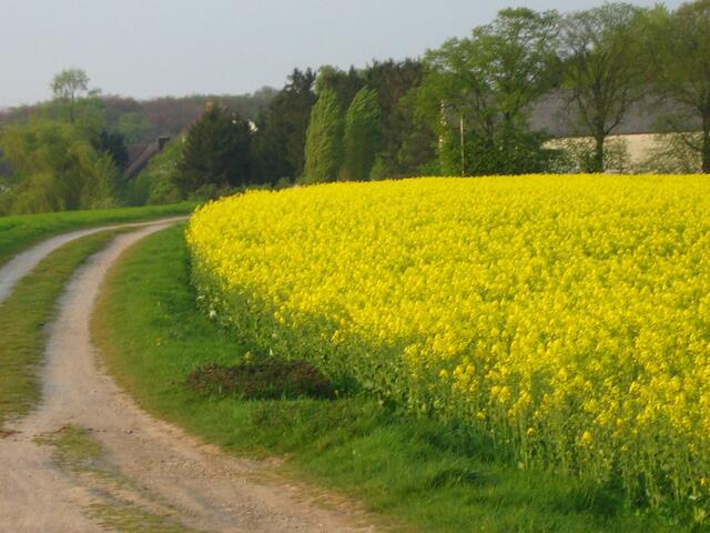Wind kommt auf