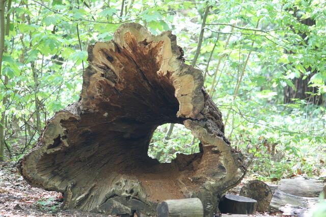 Das war einmal ein Riesenbaum.