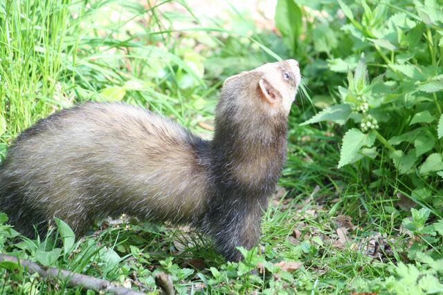 Ein Iltis.