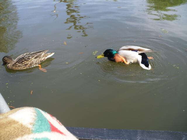 die Enten begleiteten unseren Kahn