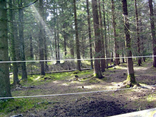 Der "Königsbrunner (Augsburger) Urwald" ...