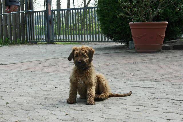 Baby Samba