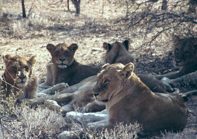 Löwen nahe Krüger-Park