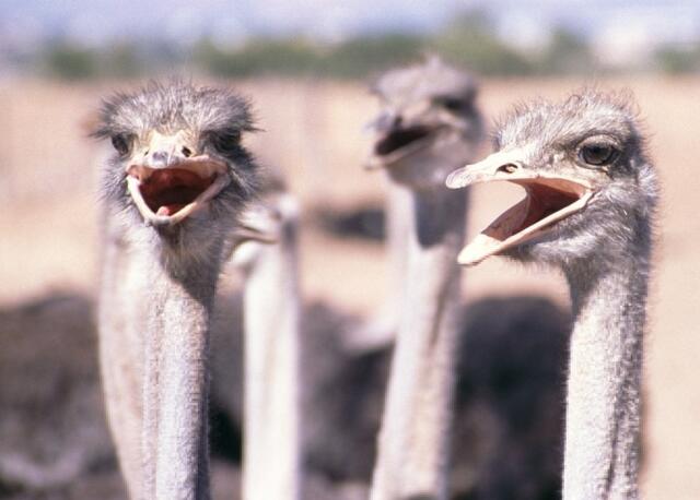 Straußenfarm bei Oudtshoorn