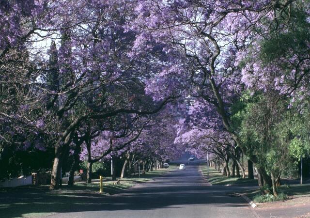 Pretoria und seine Jacarandas