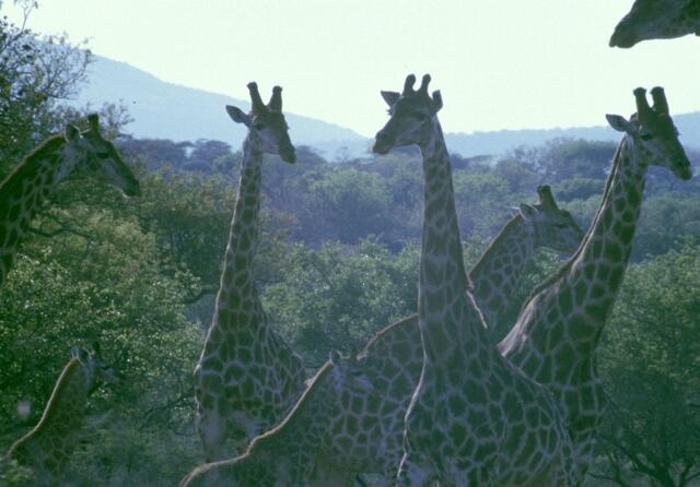 Wanderung unter Giraffen