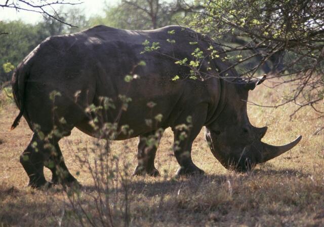 Umfolozi Game Reserve