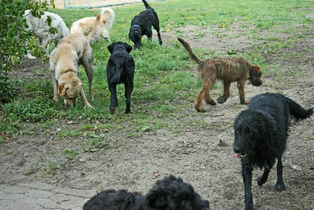 Hundegewusel