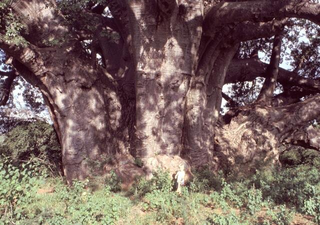 Zum Größenvergleich, unten Mitte: Ein junger Mann vor einem mächtigen Baobab-Baum