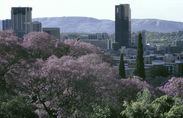 Jacaranda-Blüte in Pretoria