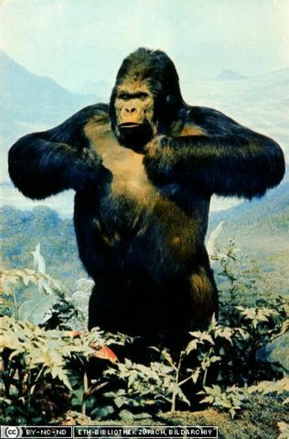 männliche Brust | Foto: Heim, Arnold, Gorilla - Mann trommelt zur Abwehr auf seine Brust und brüllt (Museumsbild). http://www.e-pics.ethz.ch/index/ETHBIB.Bildarchiv/ETHBIB.Bildarchiv_Dia_023h-061_17563.html
