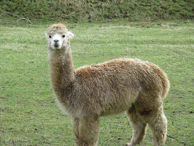 Was guckst du?