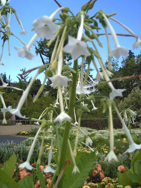 Fotografiert im Sommer vorigen Jahres im Kurpark von Bad-Wildungen