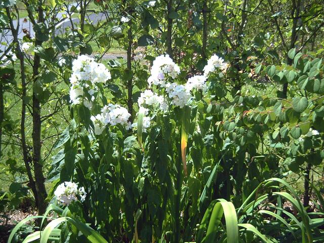 Gesehen im Kurpark in Bad Wildungen