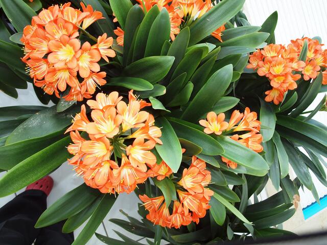 Clive aus eigener Züchtung.