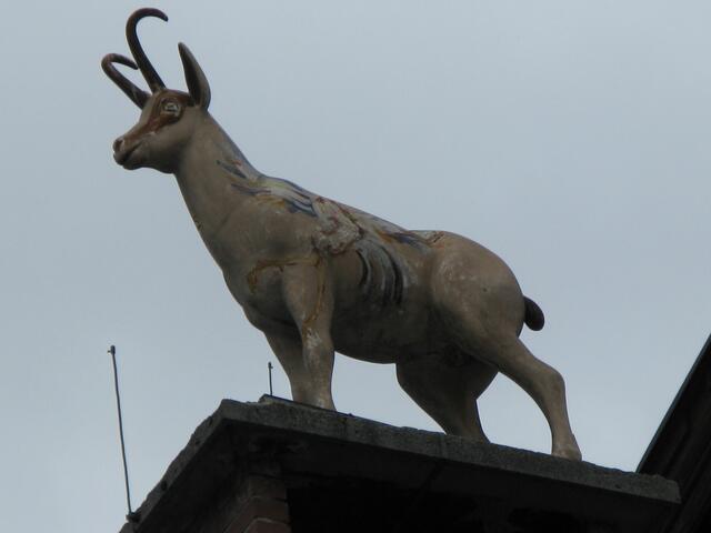 Gams auf dem Dach des Hotel Weisses Rössel in Kitzbühel