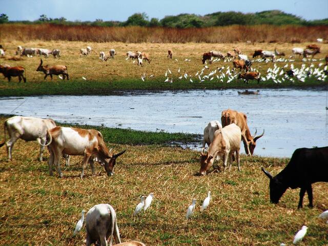 Leben in den Sümpfen.