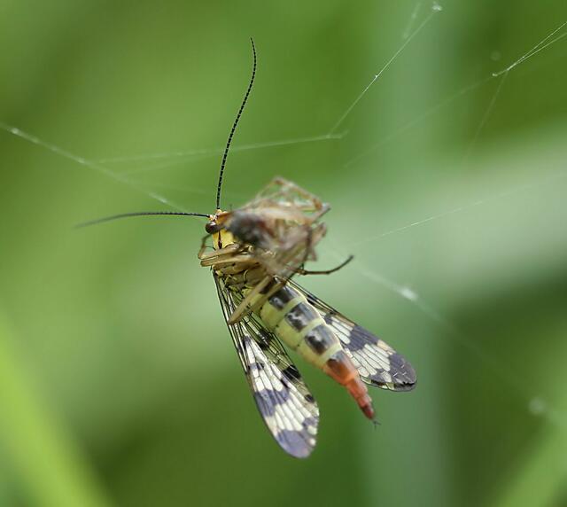 Skorpionsfliege. Weibchen mit Spinne als Beute
