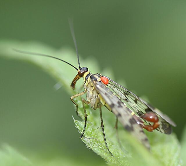 Skorpionsfliege, Männchen mit Milbenbefall