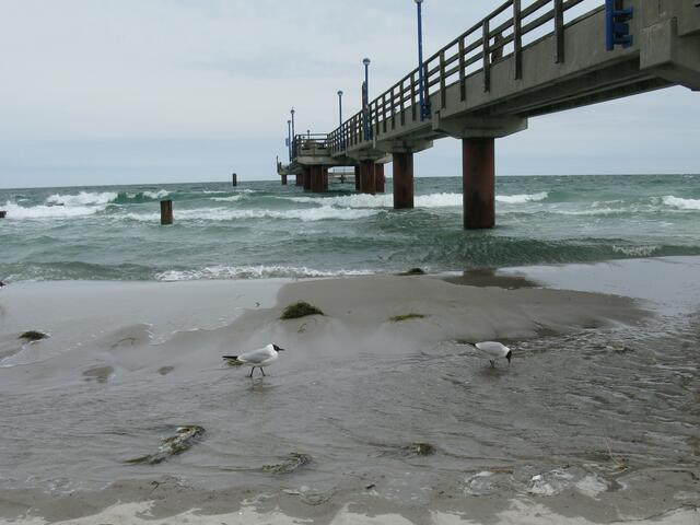 Ostsee-Eindrücke, Strand, Möwen und Seebrücke