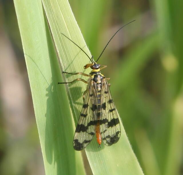 Skorpionsfliege, Weibchen