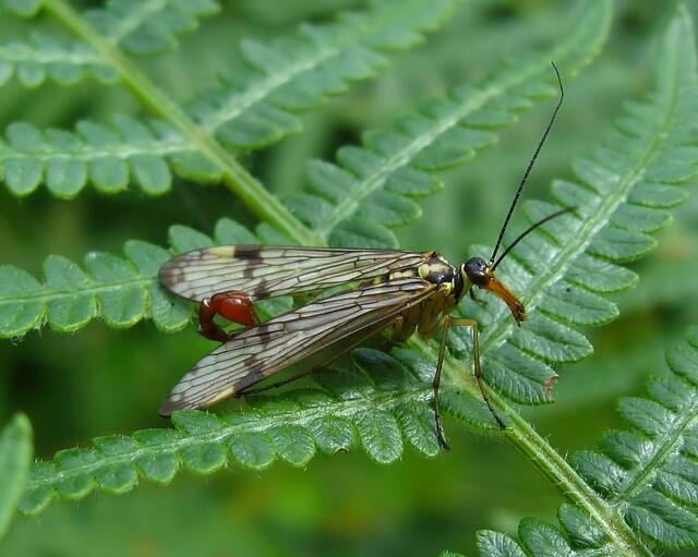 Skorpionsfliege, Männchen