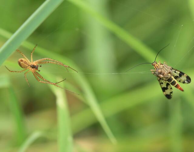 Weibchen als Parasit im Netz der Spinne