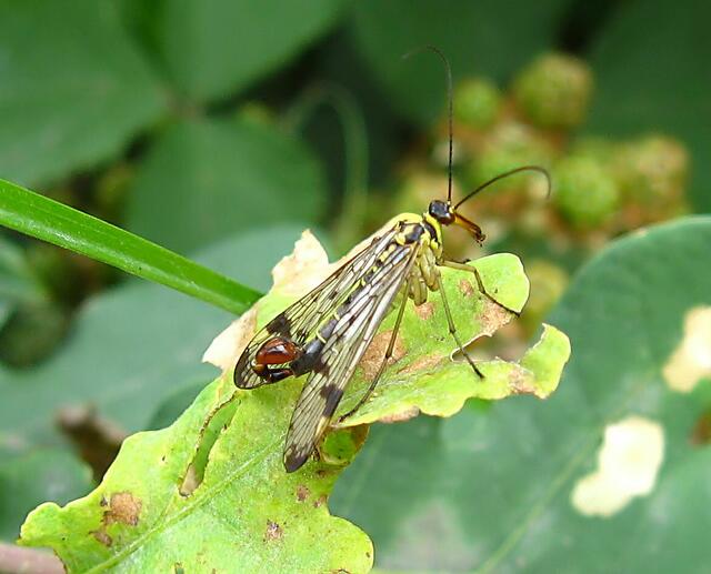 Skorpionsfliege, Männchen